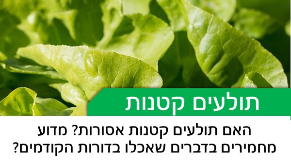 האם תולעים קטנות אסורות? מדוע מחמירים בדברים שאכלו בדורות הקודמים?