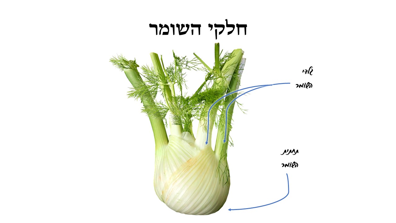 שומר - כושרות